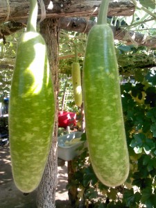 Water Gourd - Transplanting Traditions Community Farm
